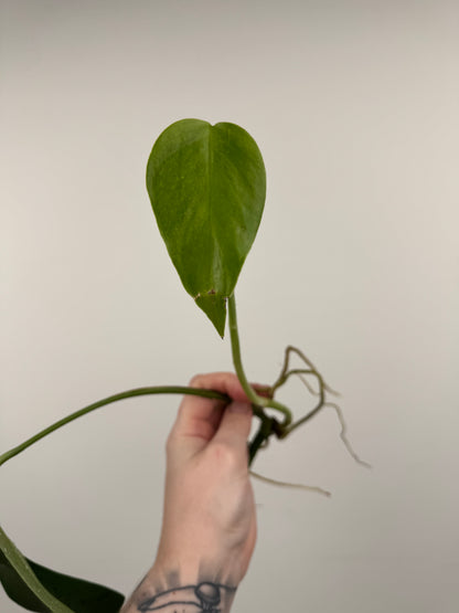 Monstera Sierrana (Hawaiian Clone)