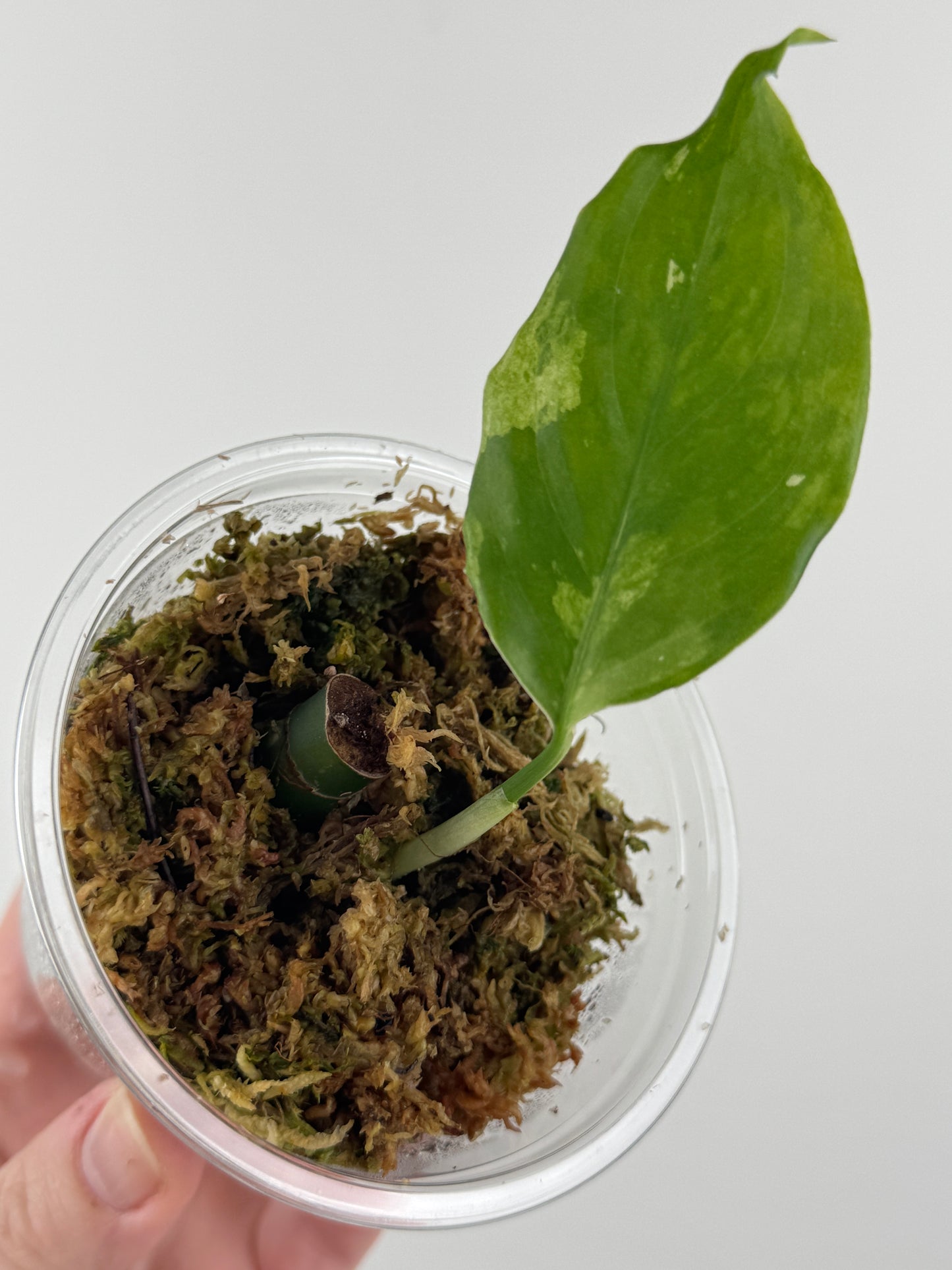 Aglaonema 'Spilt Milk'