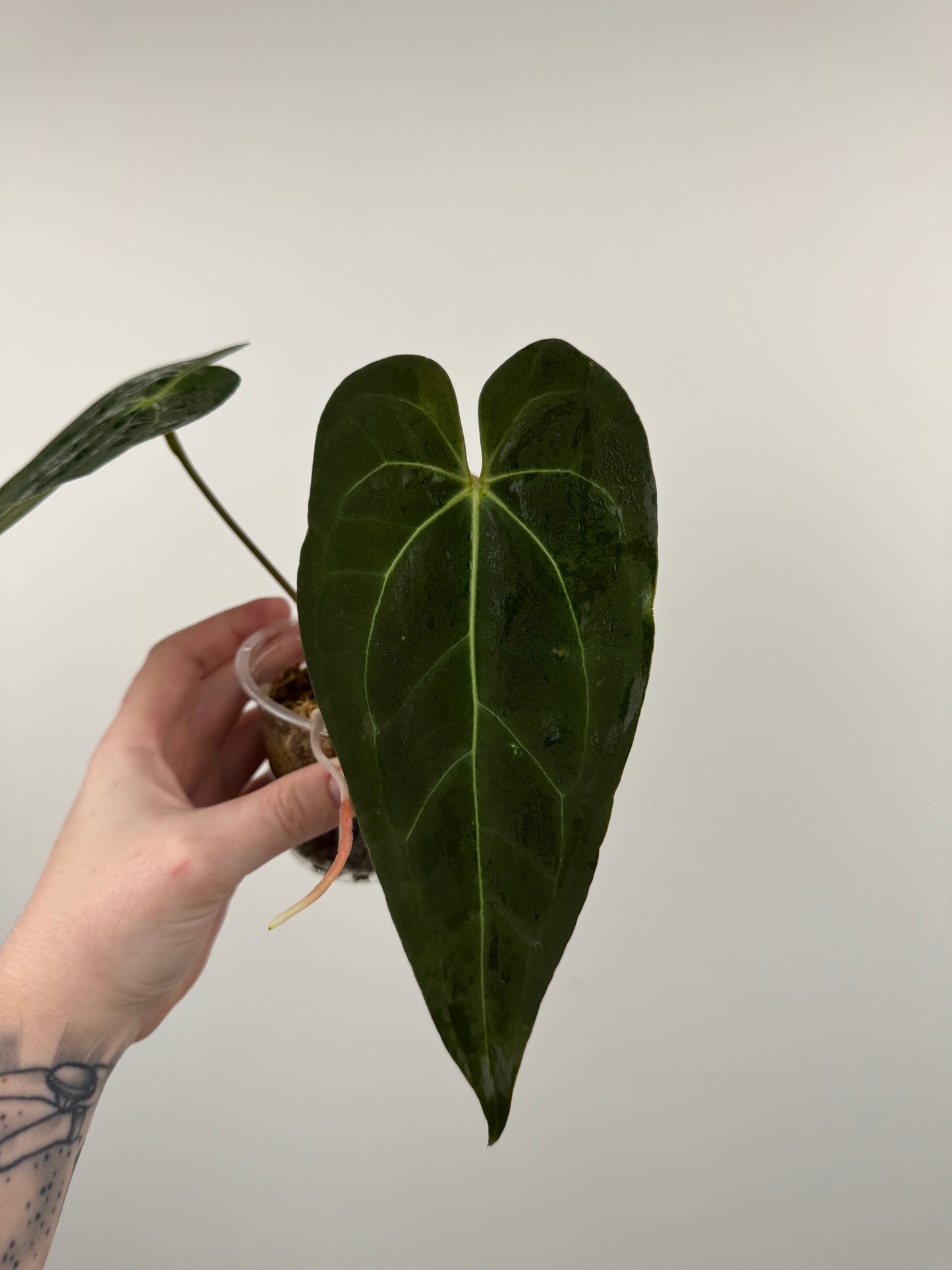 Anthurium 'Not the Mama' x 'AOS'