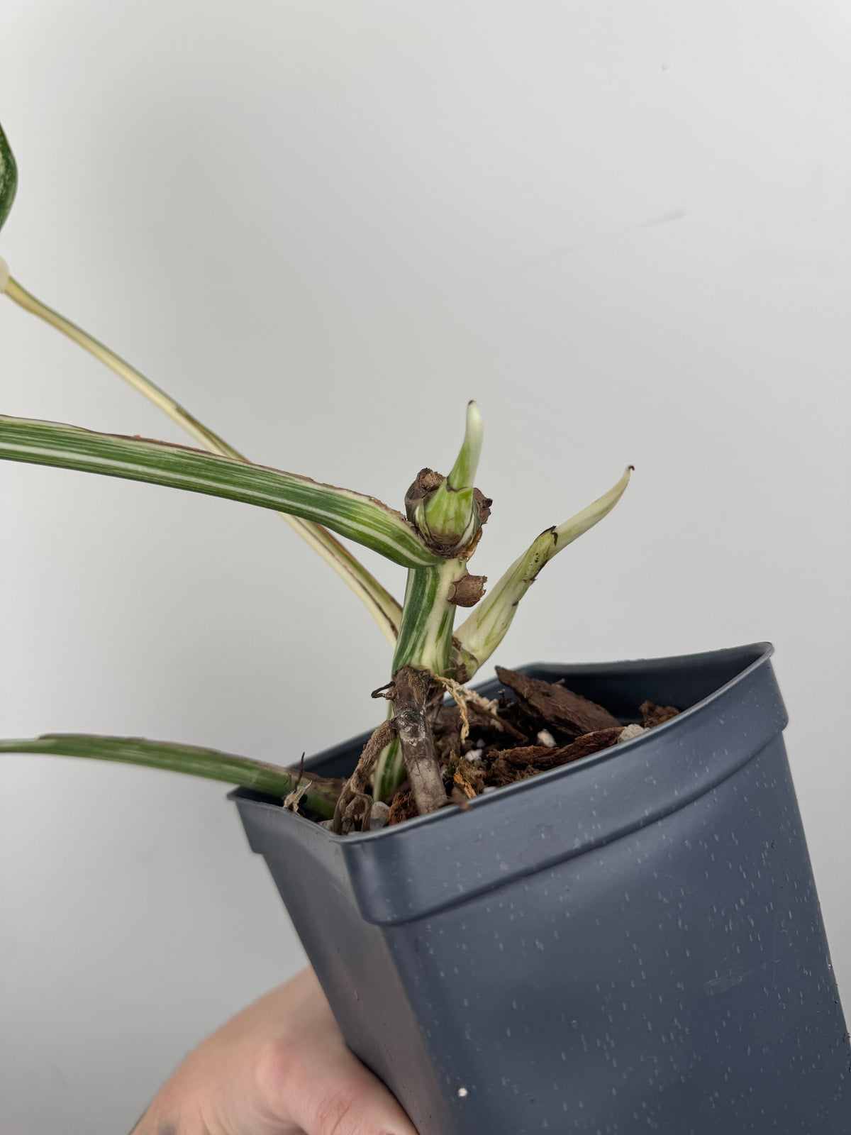 Monstera Borsigiana Albo ('White Tiger')