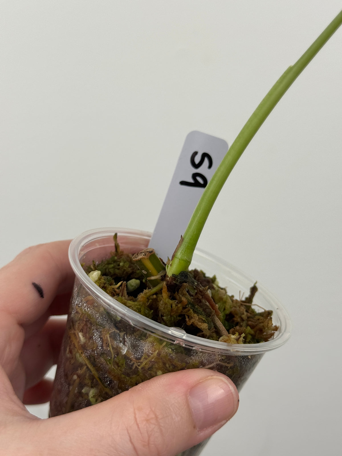 Syngonium Chiapense Albo Variegated