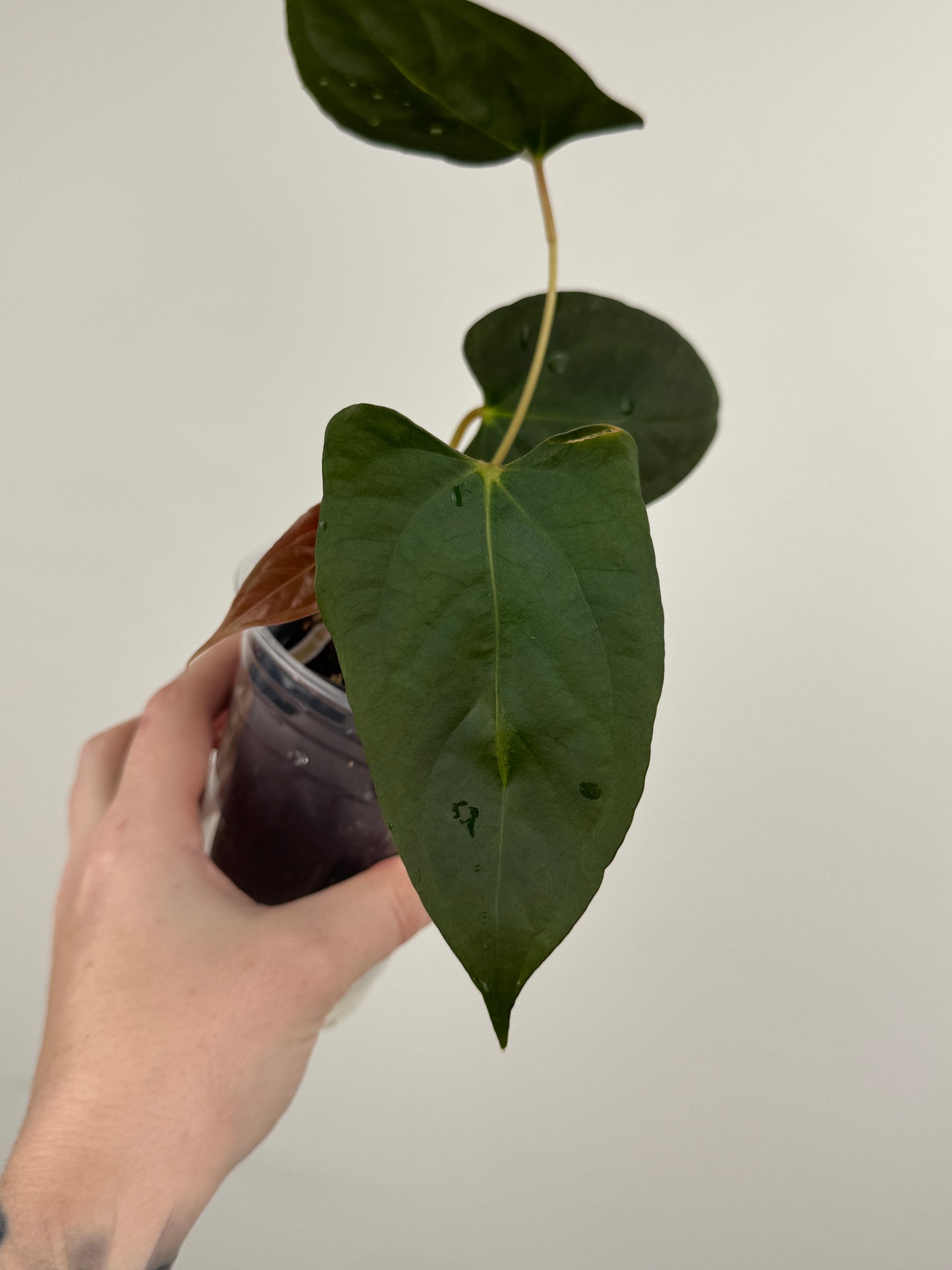 Anthurium ('RL' x 'FS') x NSE Portillae