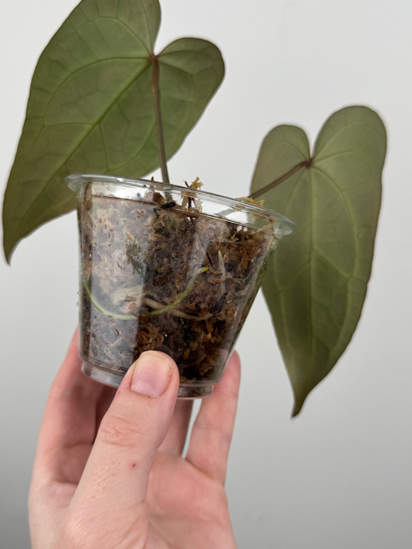 Anthurium Papillilaminum ('Red Spider Type') x Forgetii