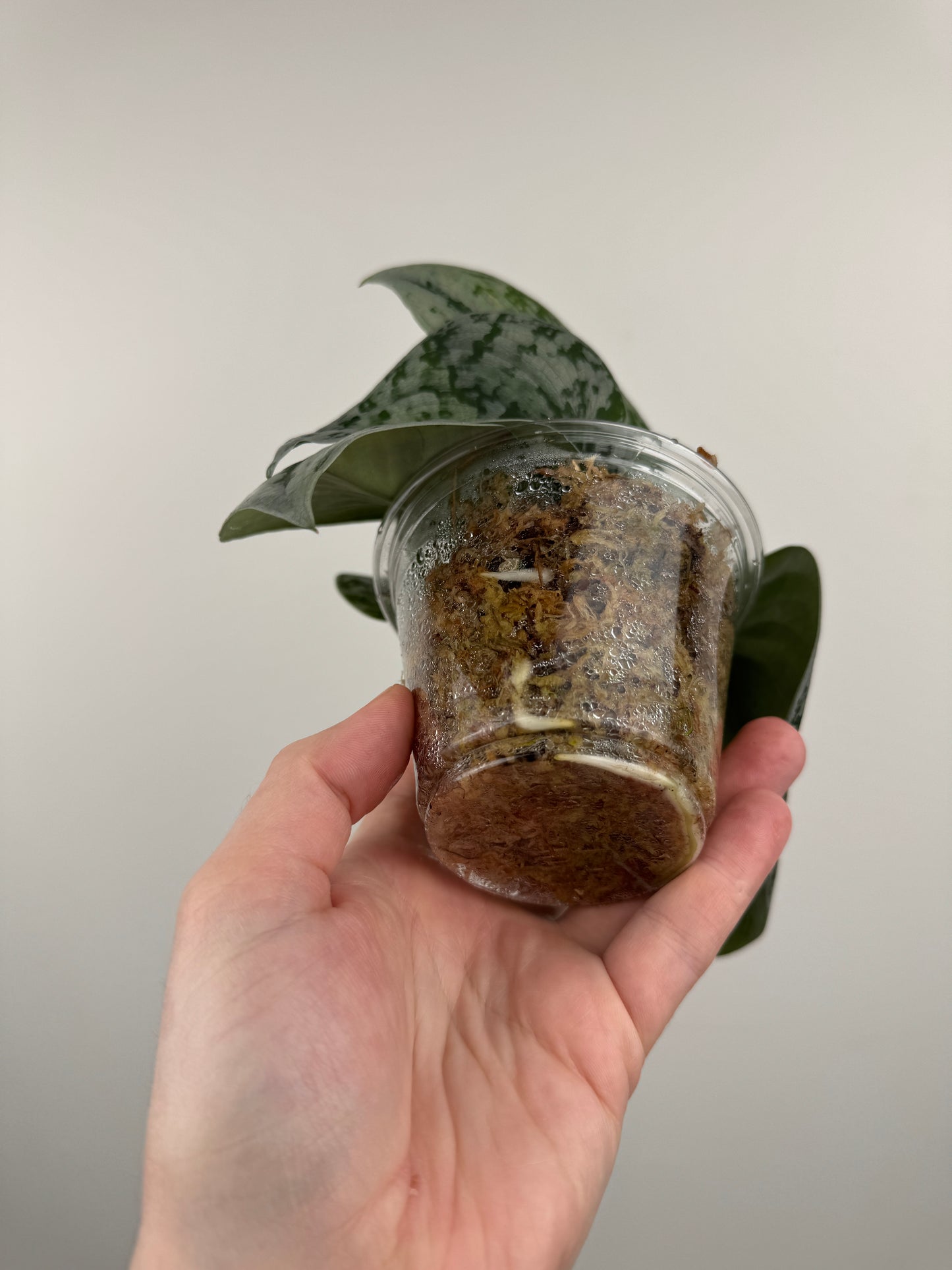 Scindapsus Pictus 'Exotica'