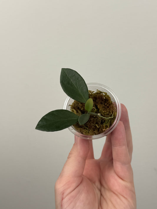 Hoya Collina