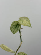 Scindapsus Halimoon