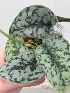 Scindapsus Silver Lady