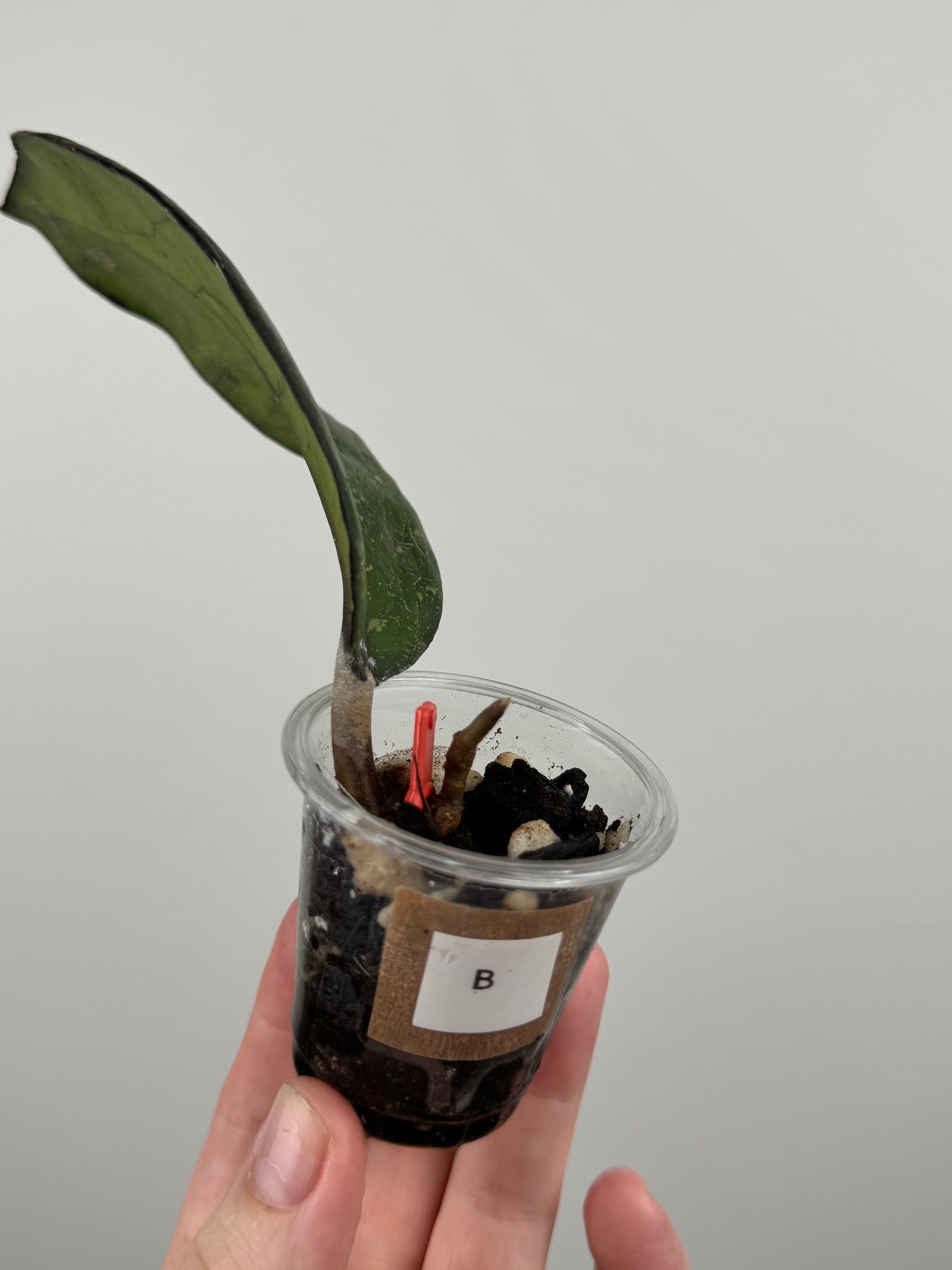 Hoya Patcharawalai 077 (B)