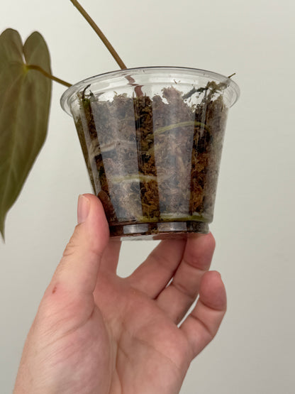 Anthurium Papillilaminum 'RA6' x BVEP 'Swamp Raisin'