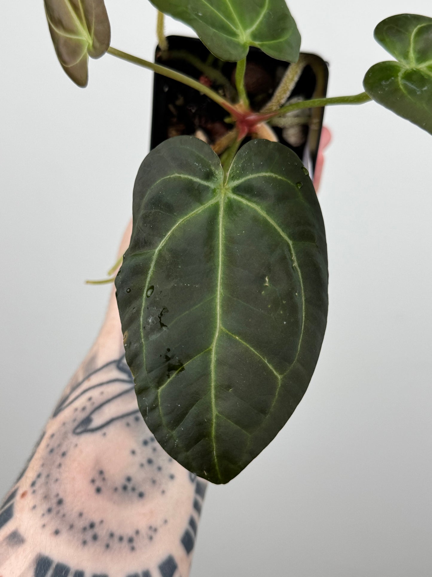 Anthurium 'Swampmanii' #2 x 'Tim's Black'