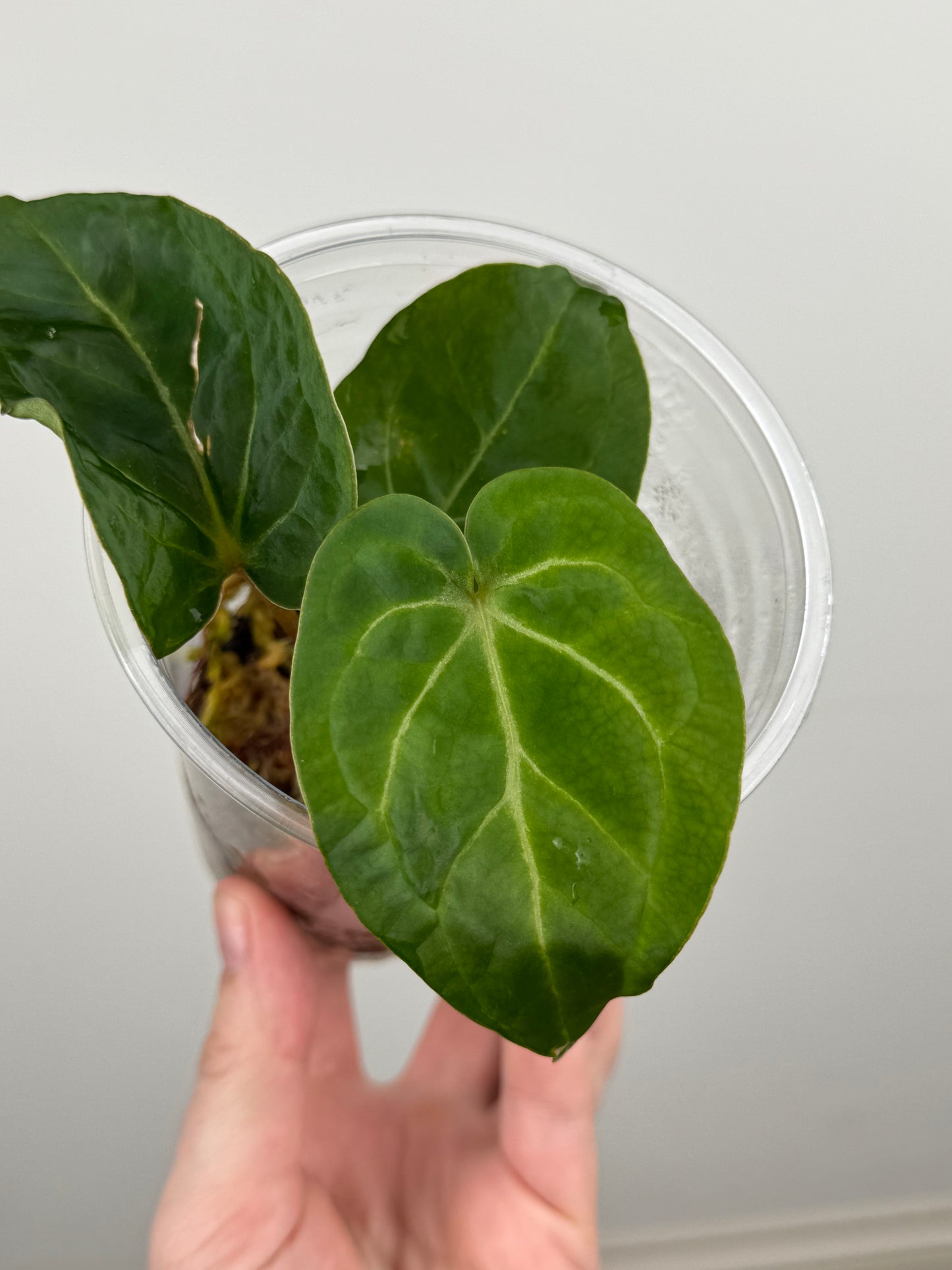 Anthurium Hoffmanii x 'Michelle'