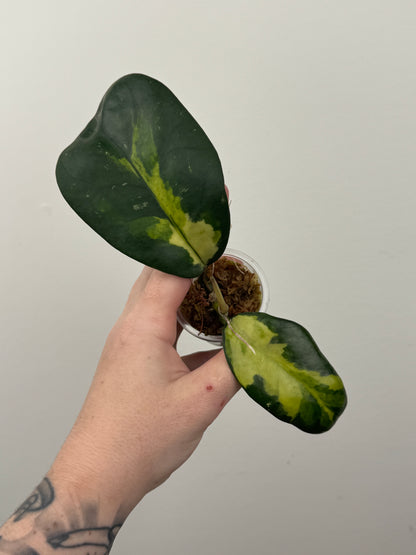 Hoya Diversifolia 'Maharani'