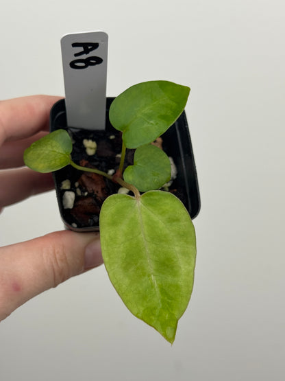 Anthurium ['Antioqua' x (Carlablackiae x Besseae AFF)] x (RVDP x Kunayalense)