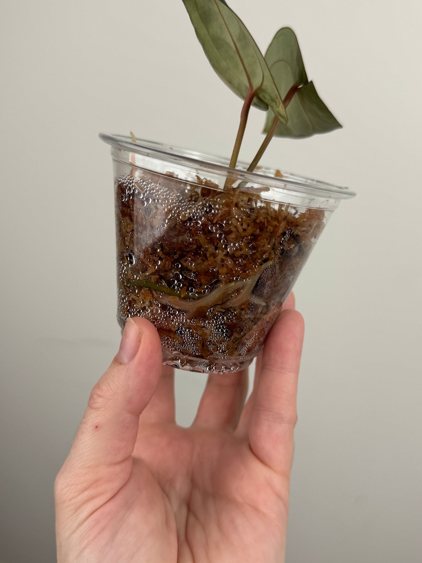 Anthurium 'Zara #33' x 'Home Sweet Home' (Doc Block Hybrid)