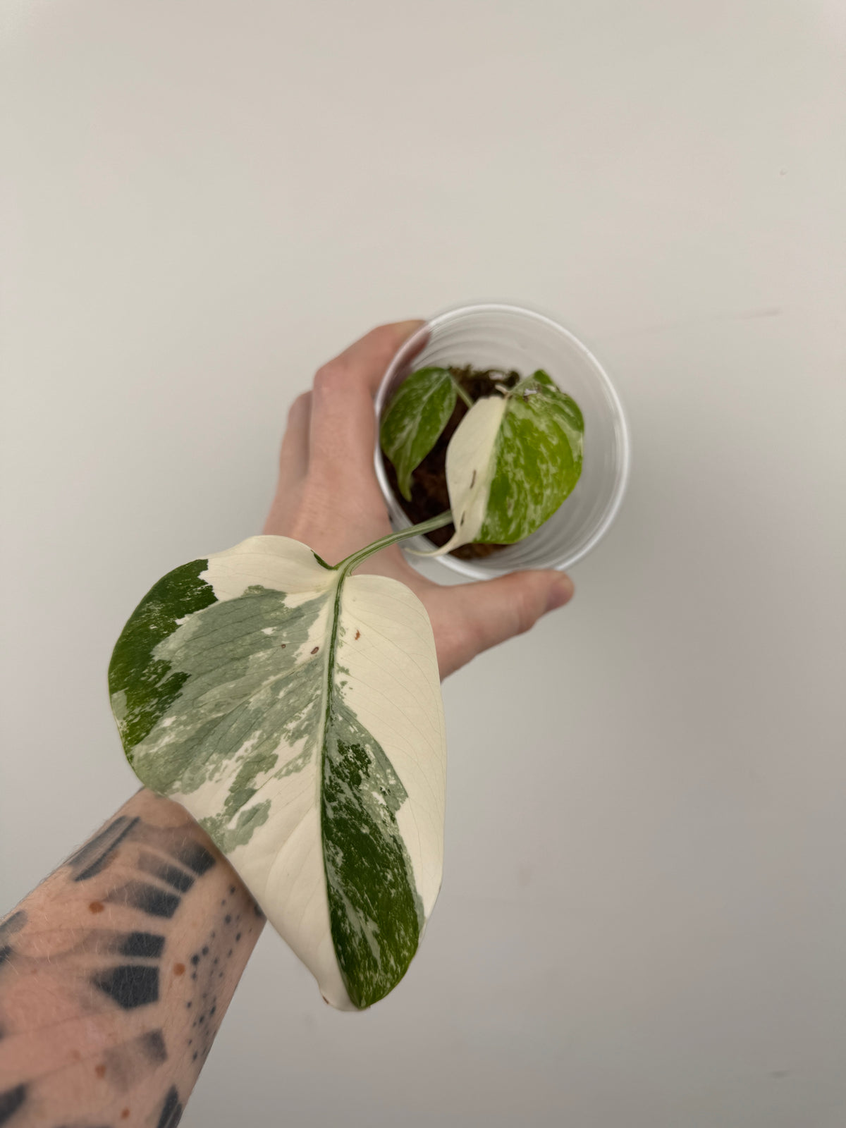 Monstera Borsigiana Albo ('White Tiger')