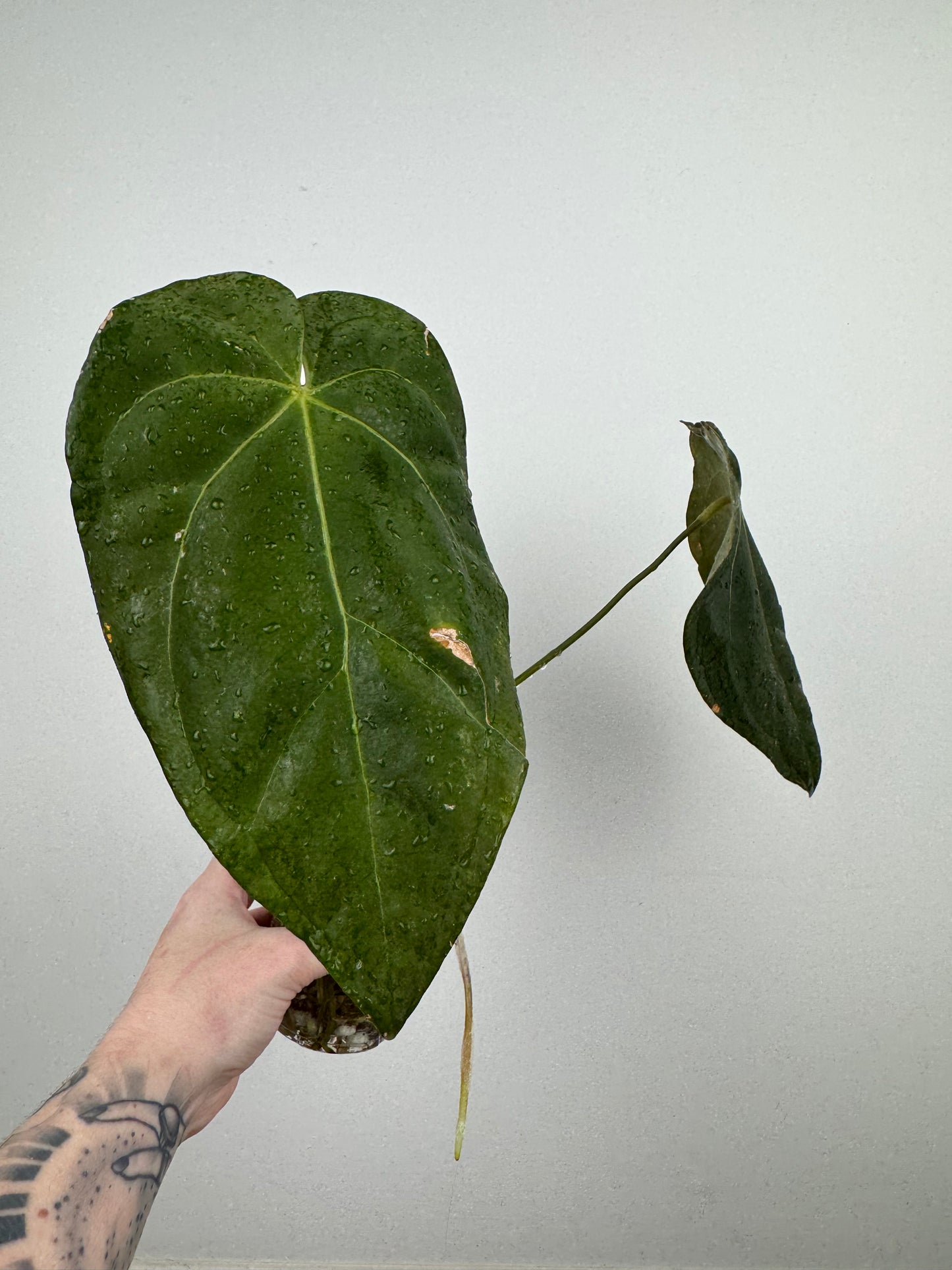Anthurium NOID (Imported as 'Blood of Blue')