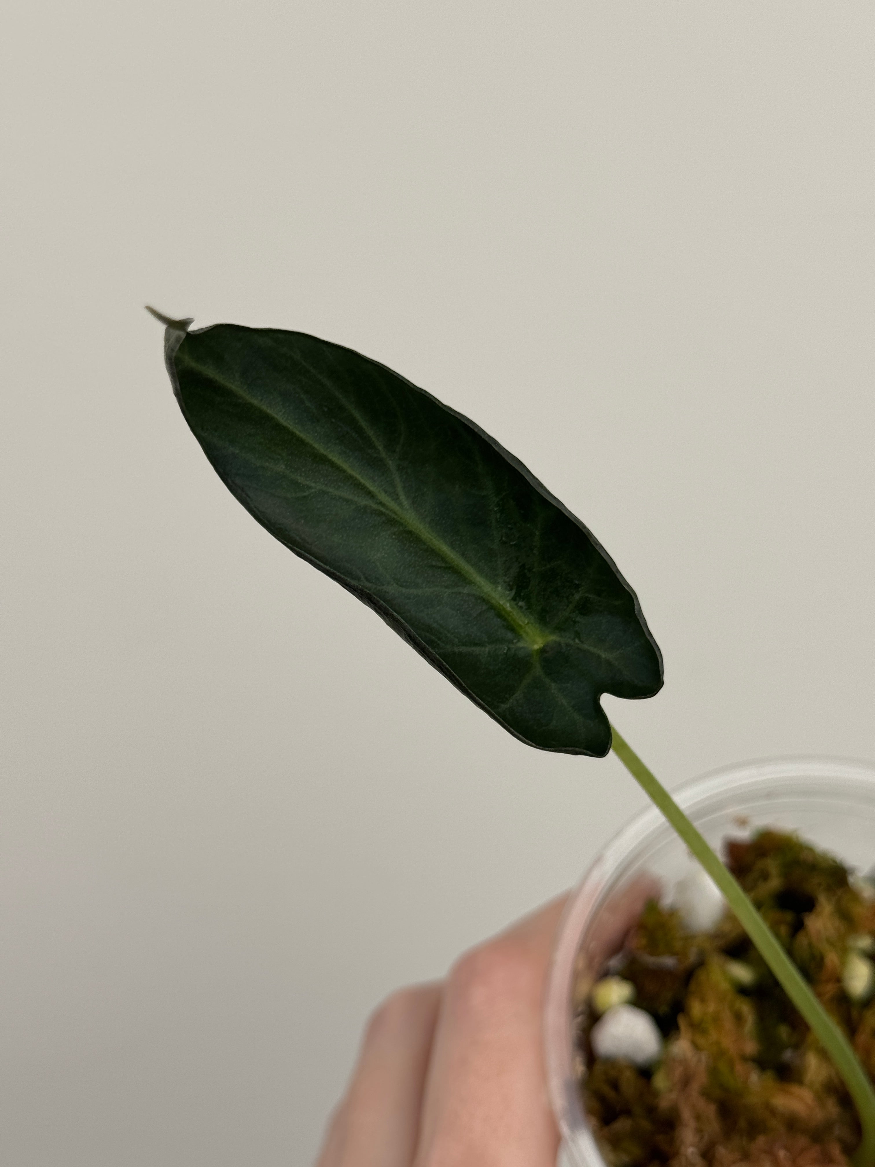 Alocasia 'Grim Reaper' Regal Shields Mutated Form