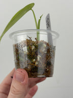 Syngonium Chiapense Albo Variegated