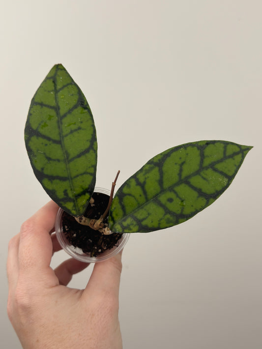Hoya Callistophylla 'Black Cat' (A)