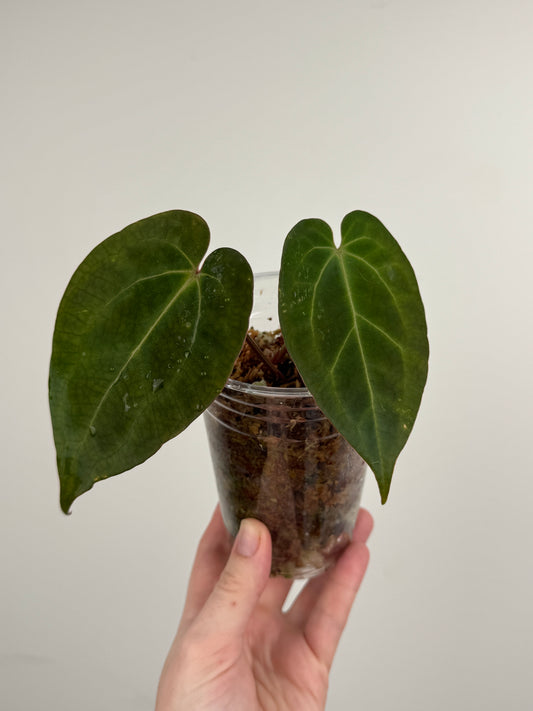 Anthurium 'AOS Hybrid' x ('AOS' x Besseae AFF)