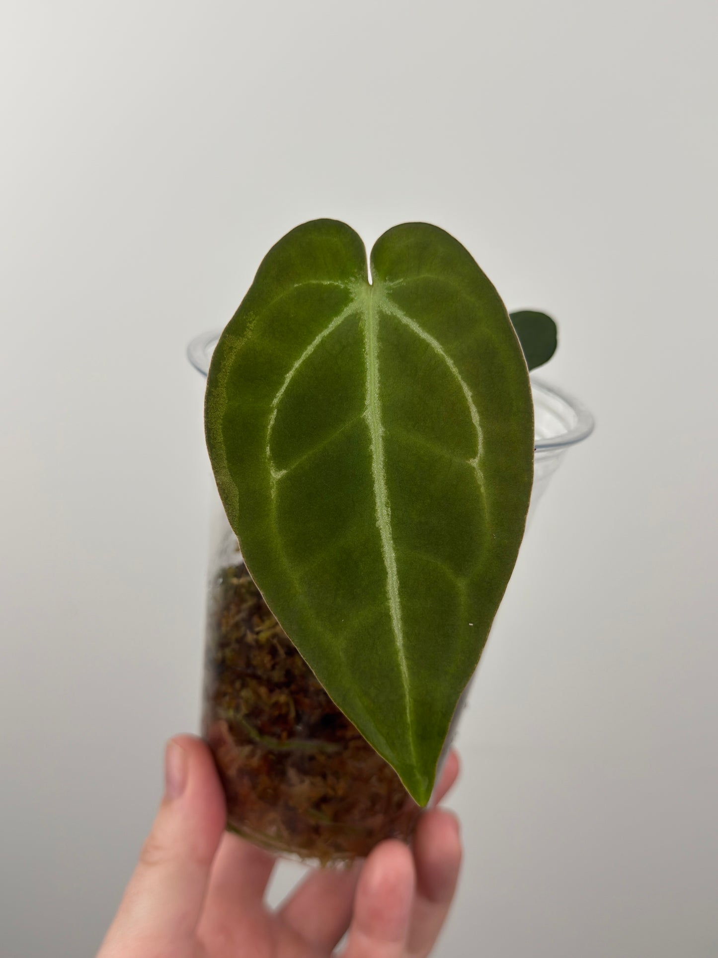 Anthurium Magnificum x Forgetii