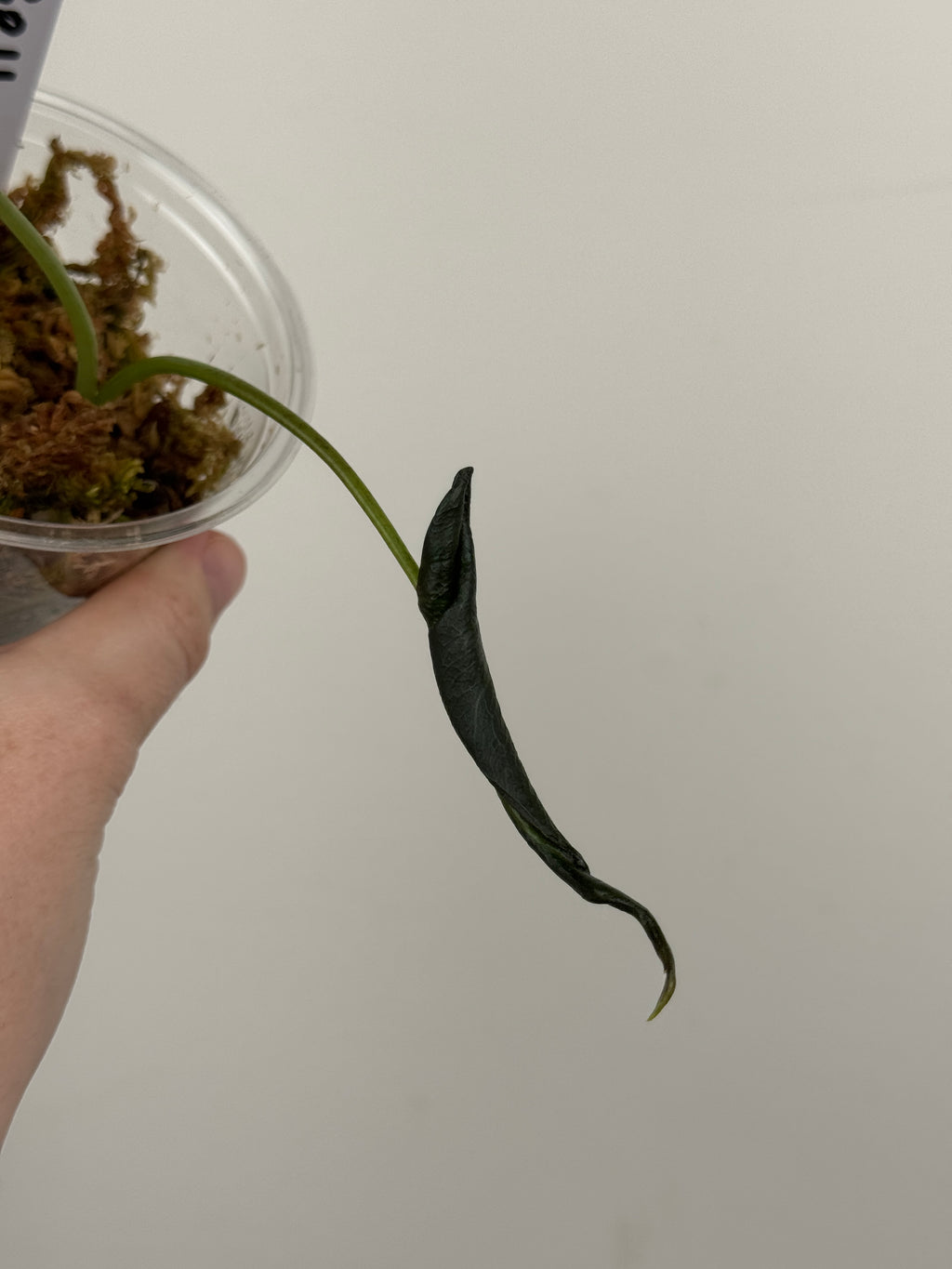 Alocasia 'Grim Reaper' Regal Shields Mutated Form