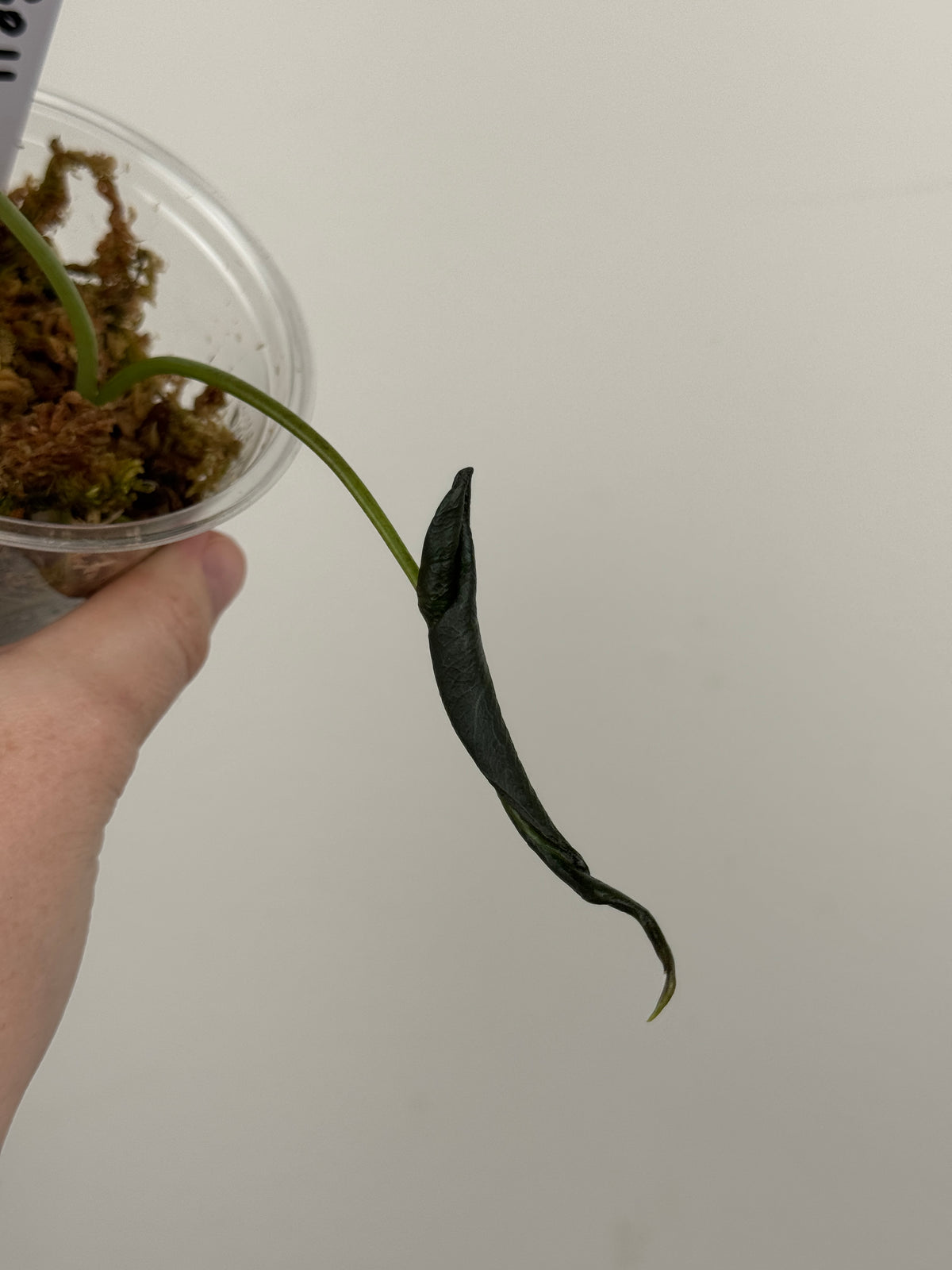 Alocasia 'Grim Reaper' Regal Shields Mutated Form