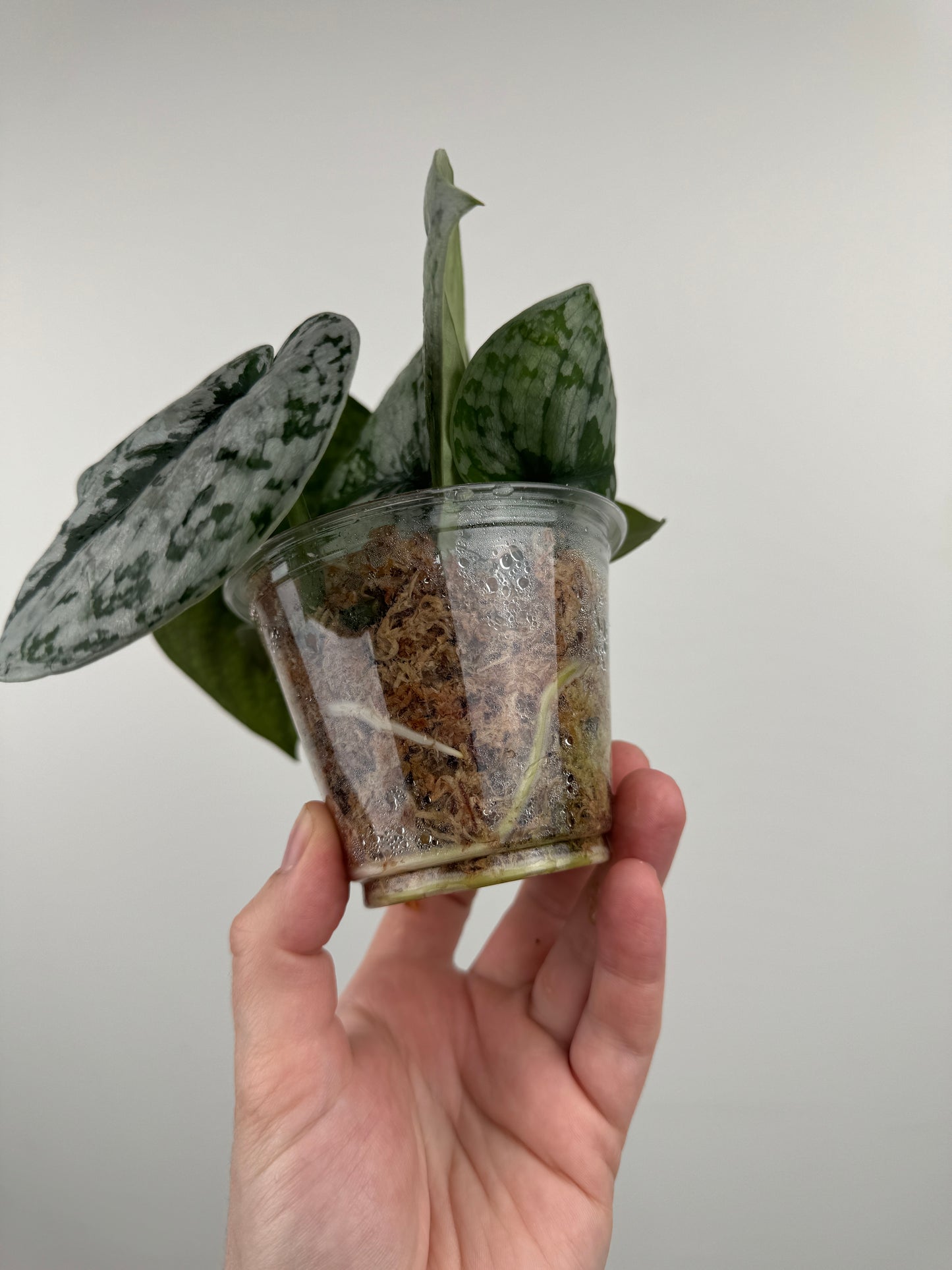 Scindapsus Pictus 'Exotica'