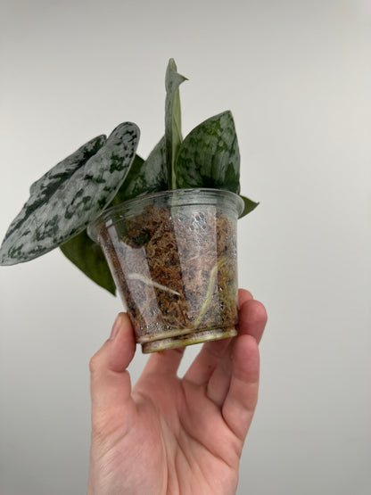 Scindapsus Pictus 'Exotica'
