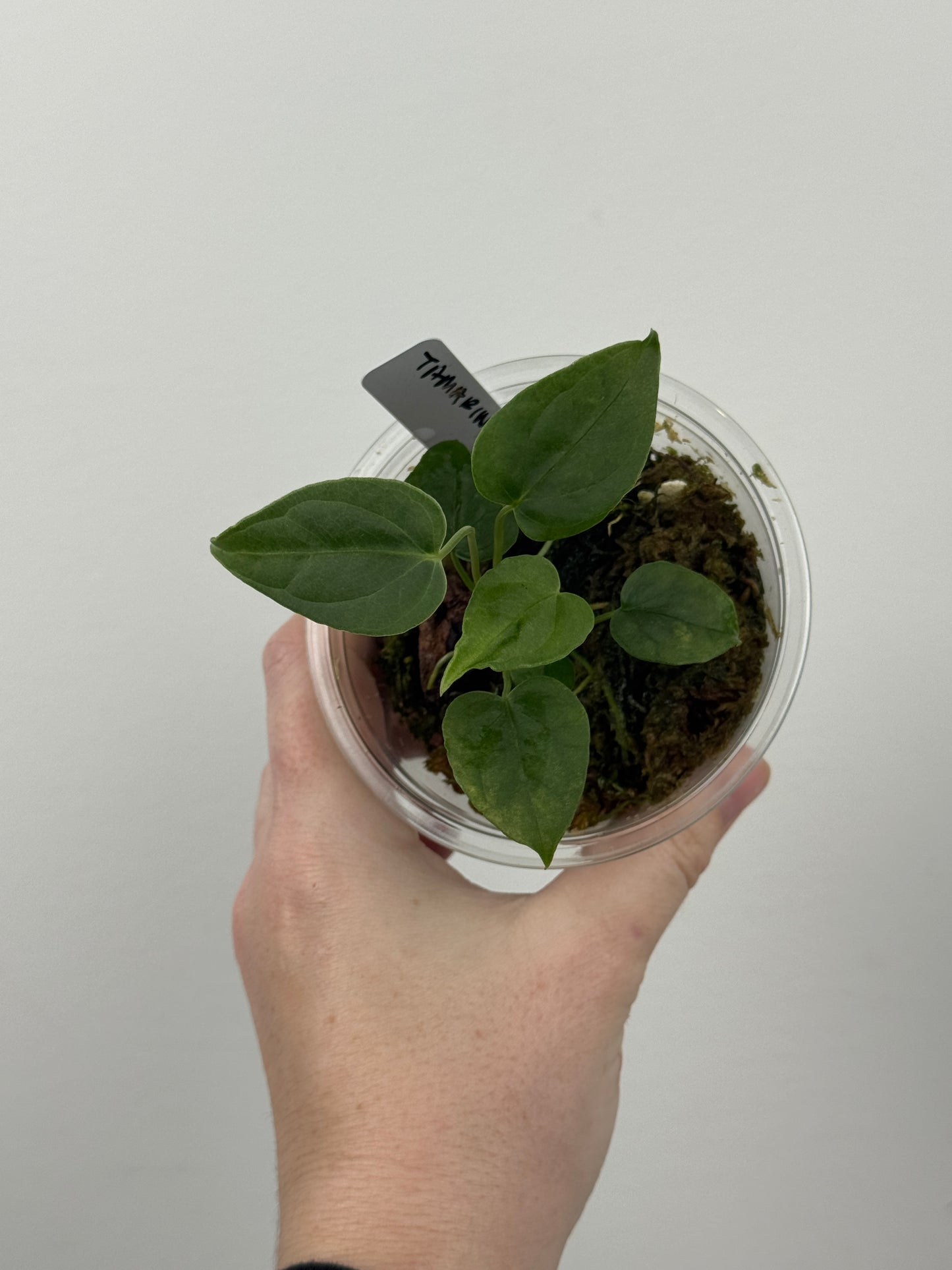 Anthurium sp. Tamarindo
