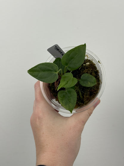 Anthurium sp. Tamarindo