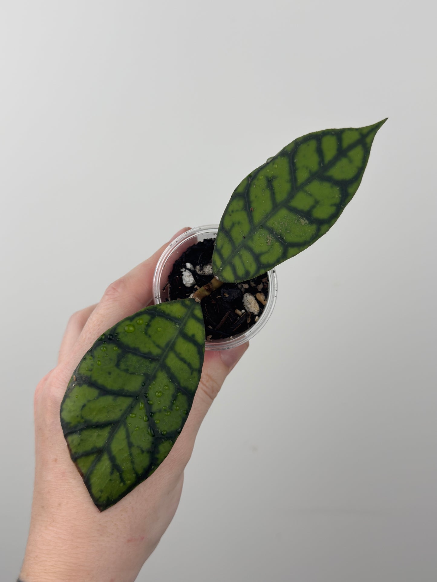 Hoya Callistophylla 'Black Cat' (B)