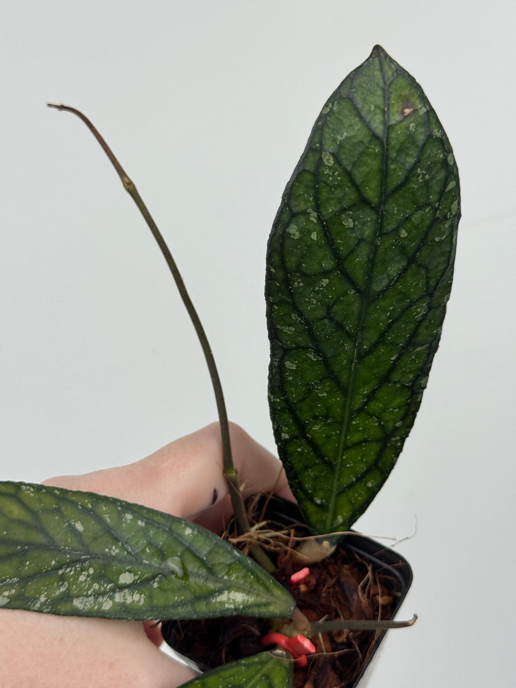 Hoya sp. Lampung (Red)