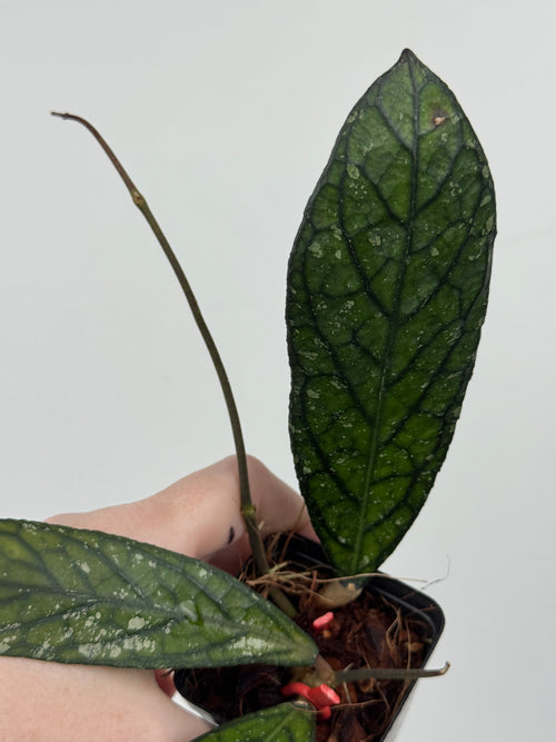 Hoya sp. Lampung (Red)