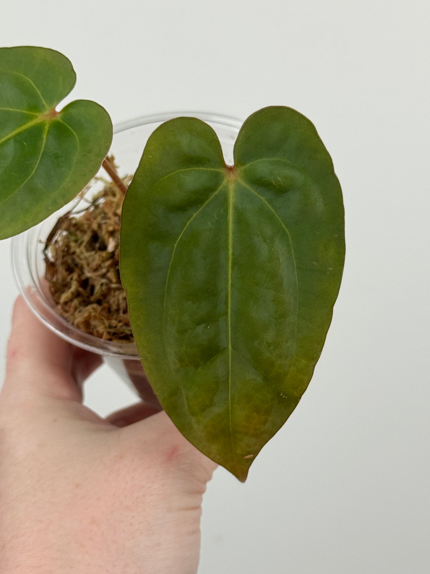 Anthurium ('Michelle' x 'Zara') x Antolakii (BVEP) ('Round' x 'RA1')