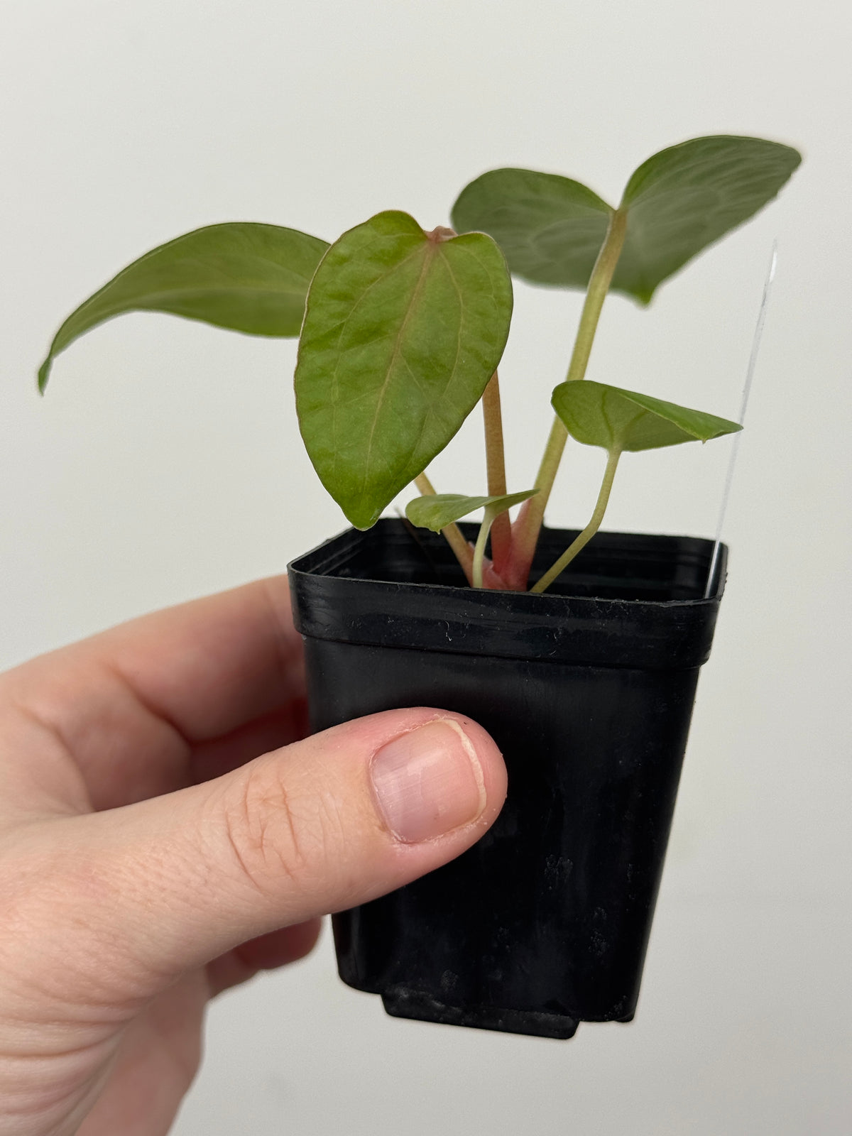 A8 Anthurium ['Antioqua' x (Carla x Bess)] x (RVDP x Kuna)