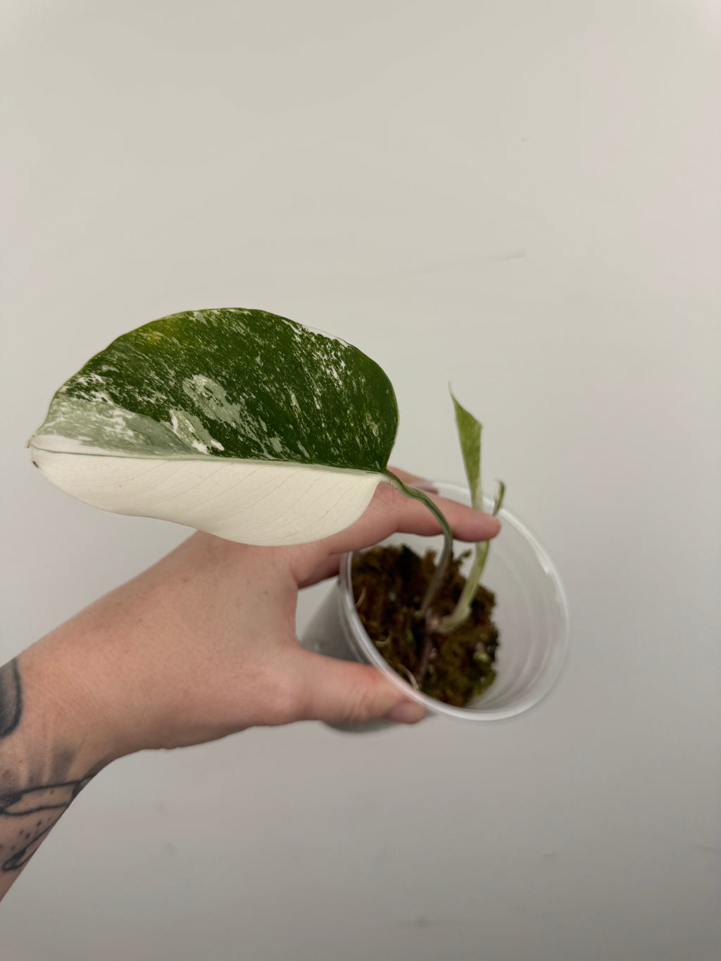 Monstera Borsigiana Albo ('White Tiger')