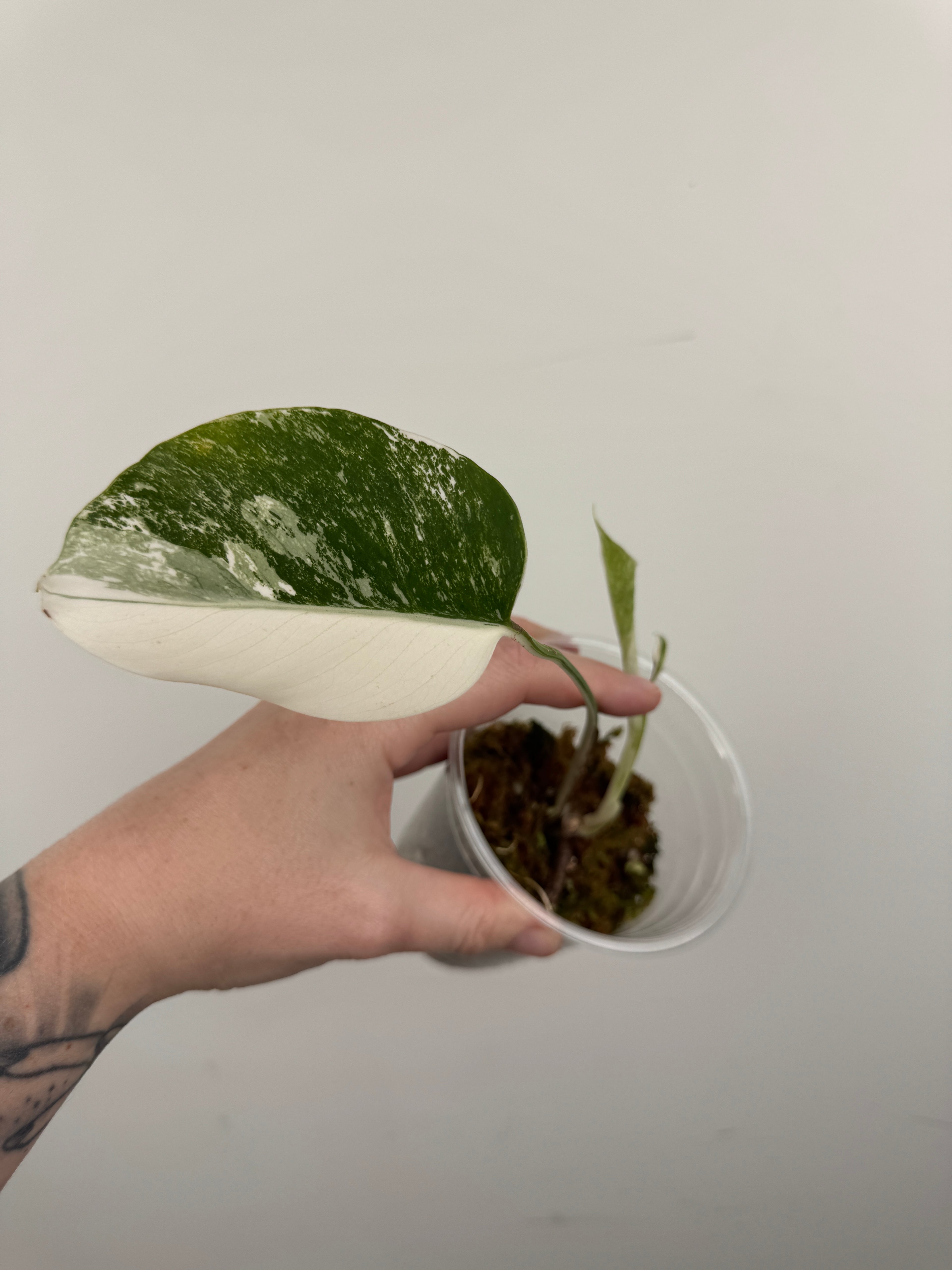 Monstera Borsigiana Albo ('White Tiger')