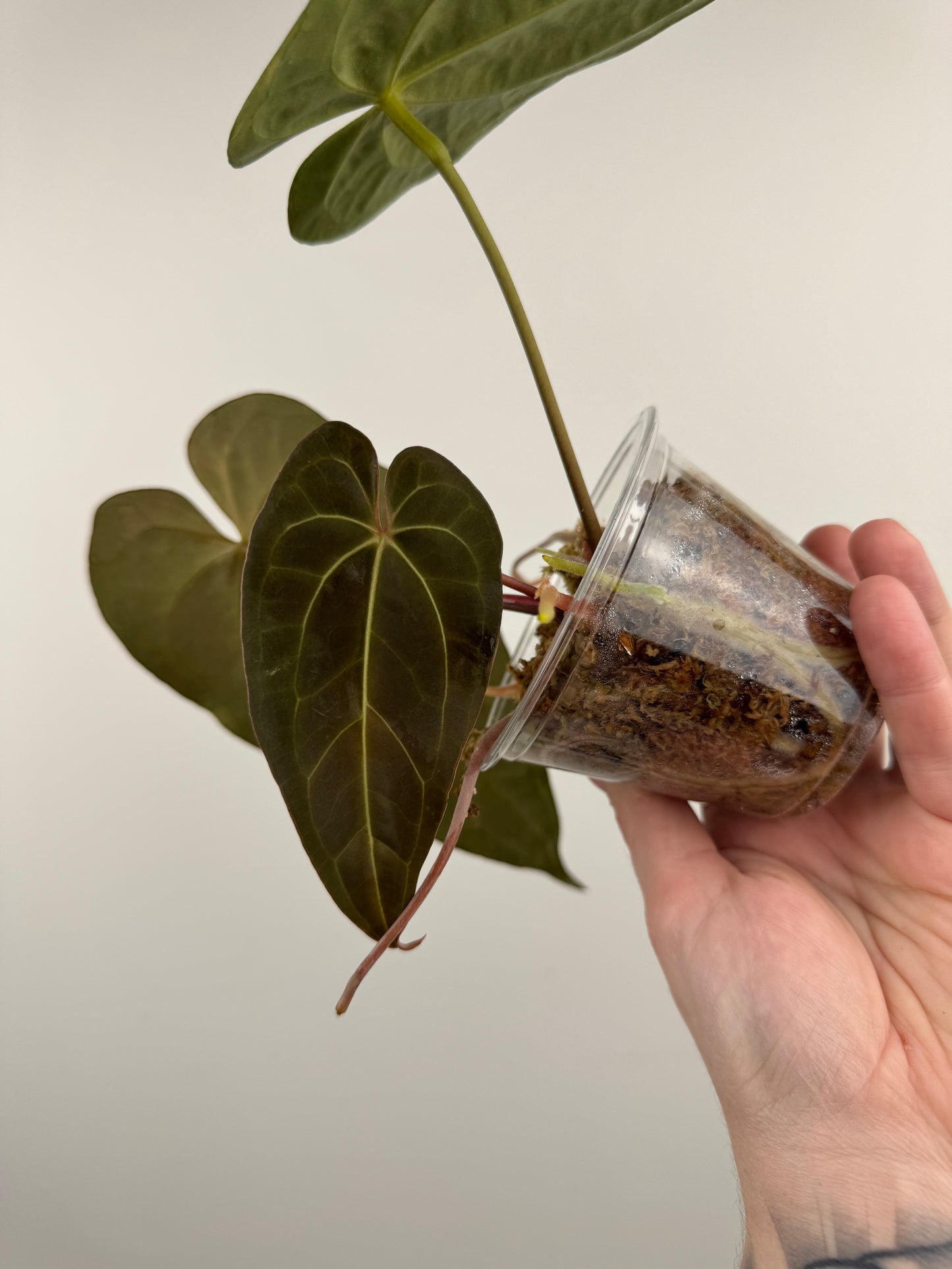 Anthurium 'Not the Mama' x 'AOS'