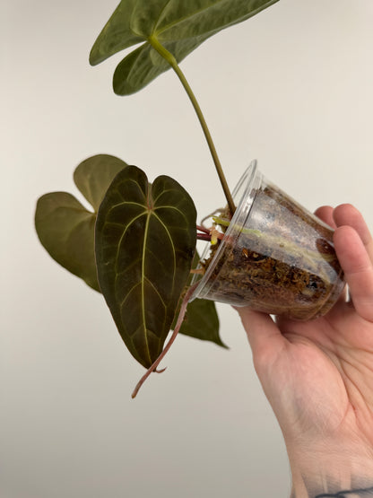 Anthurium 'Not the Mama' x 'AOS'