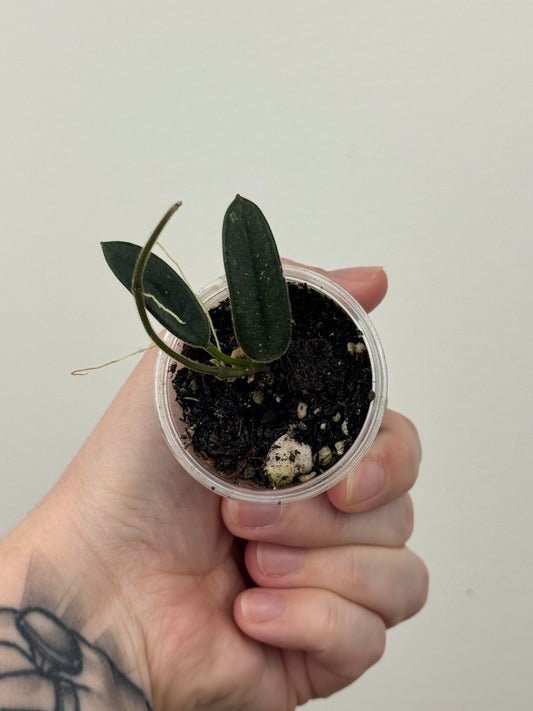 Hoya Lyi (Uncommon Form)