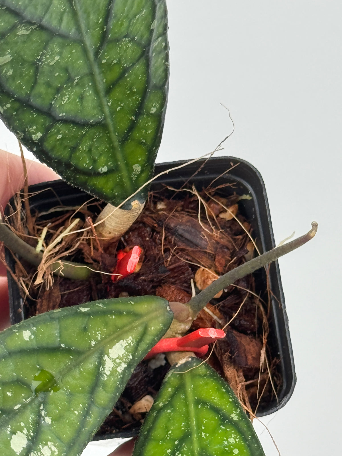 Hoya sp. Lampung (Red)