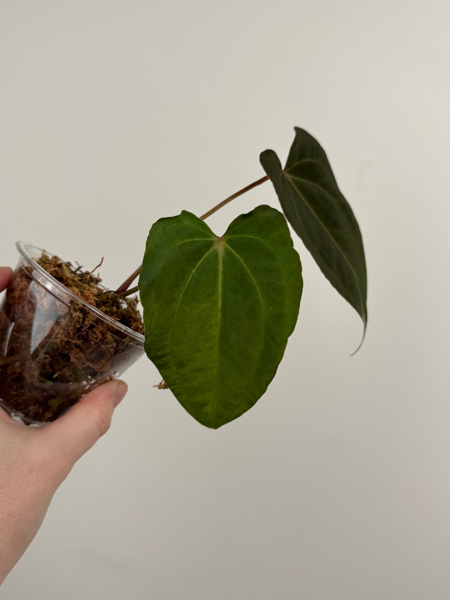 Anthurium (Papillilaminum x 'Red Spider') x Dressleri