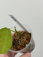 Syngonium Chiapense Albo Variegated