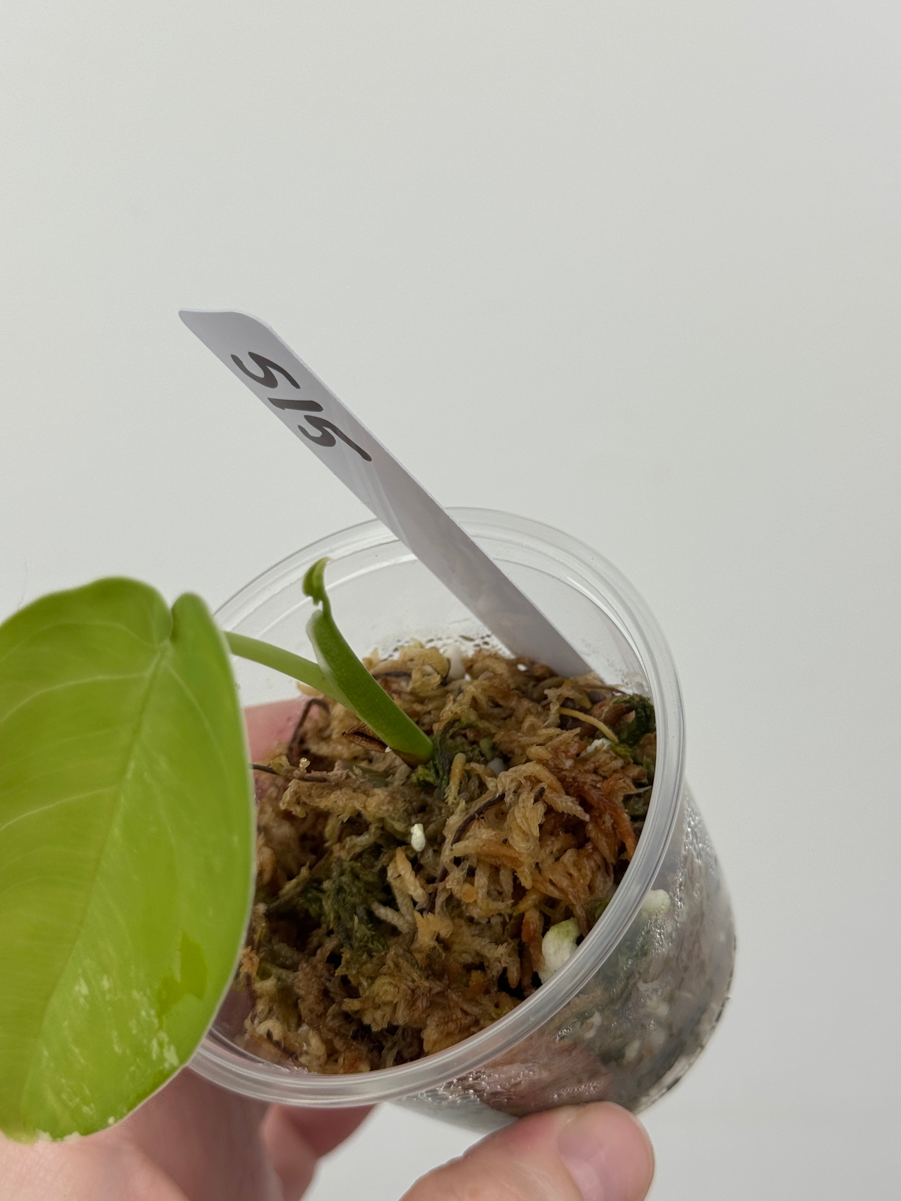 Syngonium Chiapense Albo Variegated