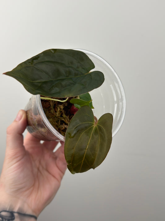 Anthurium 'Bloody Night' x 'Dark Phoenix (DP)'