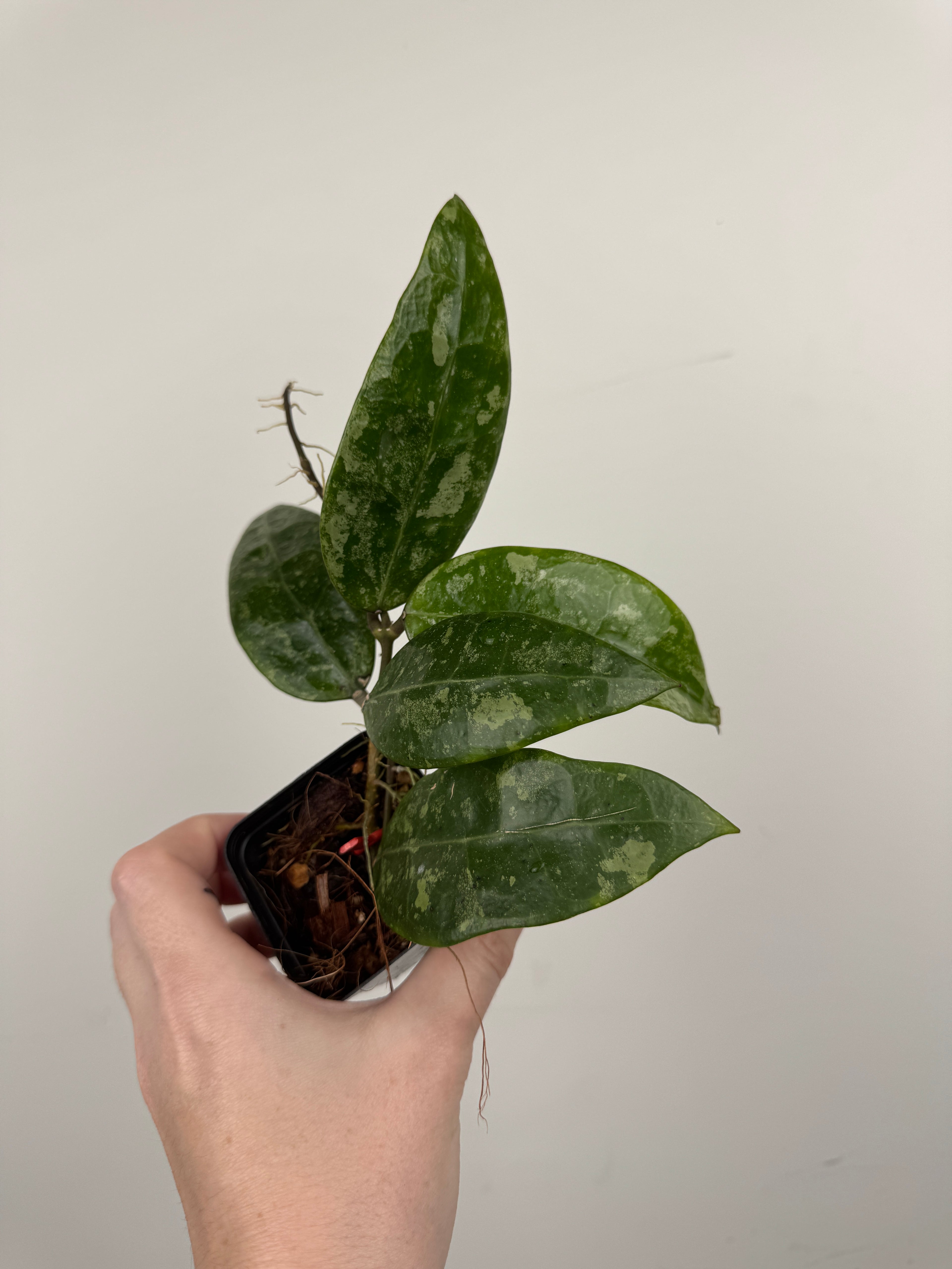 Hoya RHM 14-1