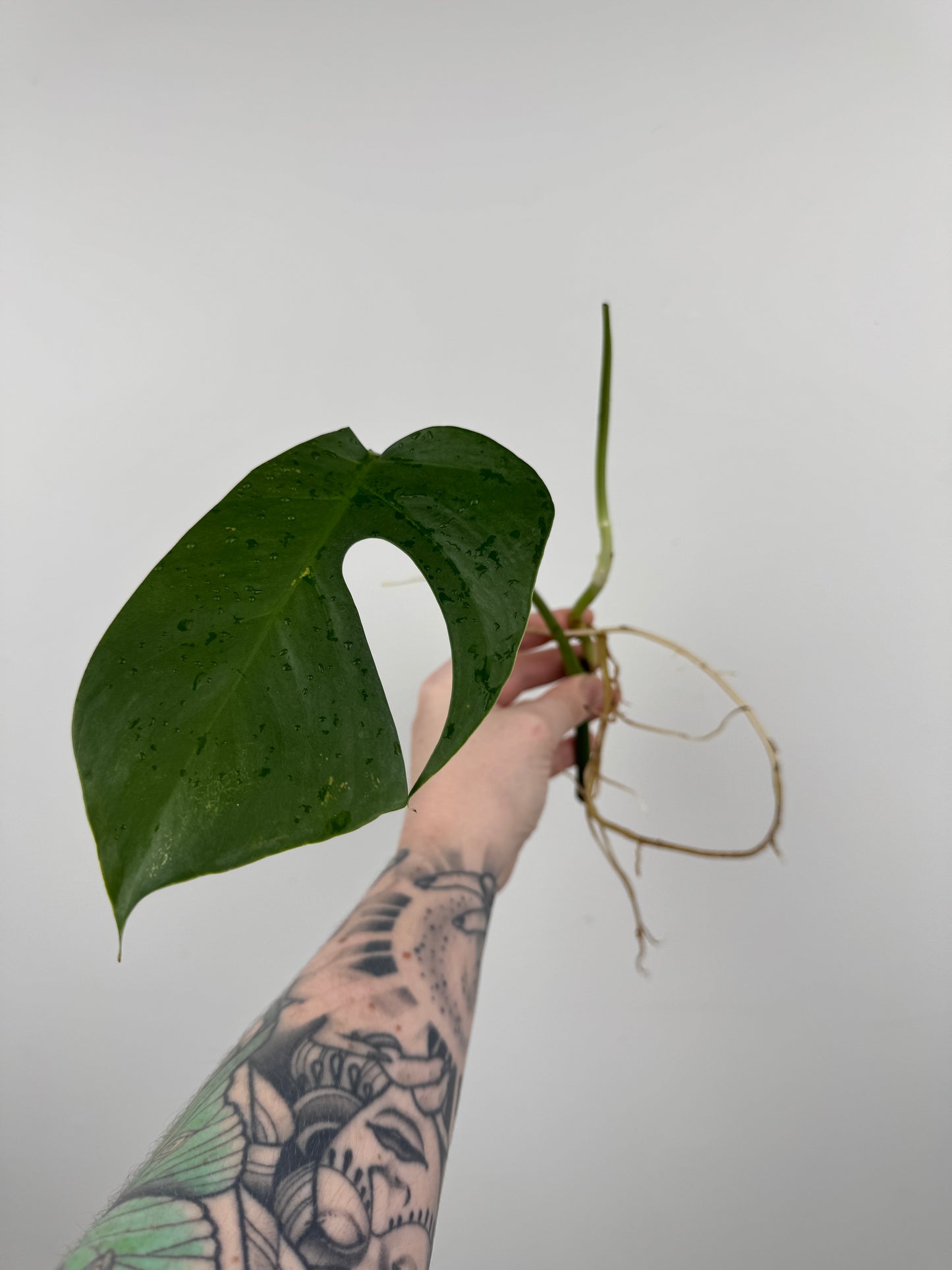 Monstera Sierrana (Hawaiian Clone)