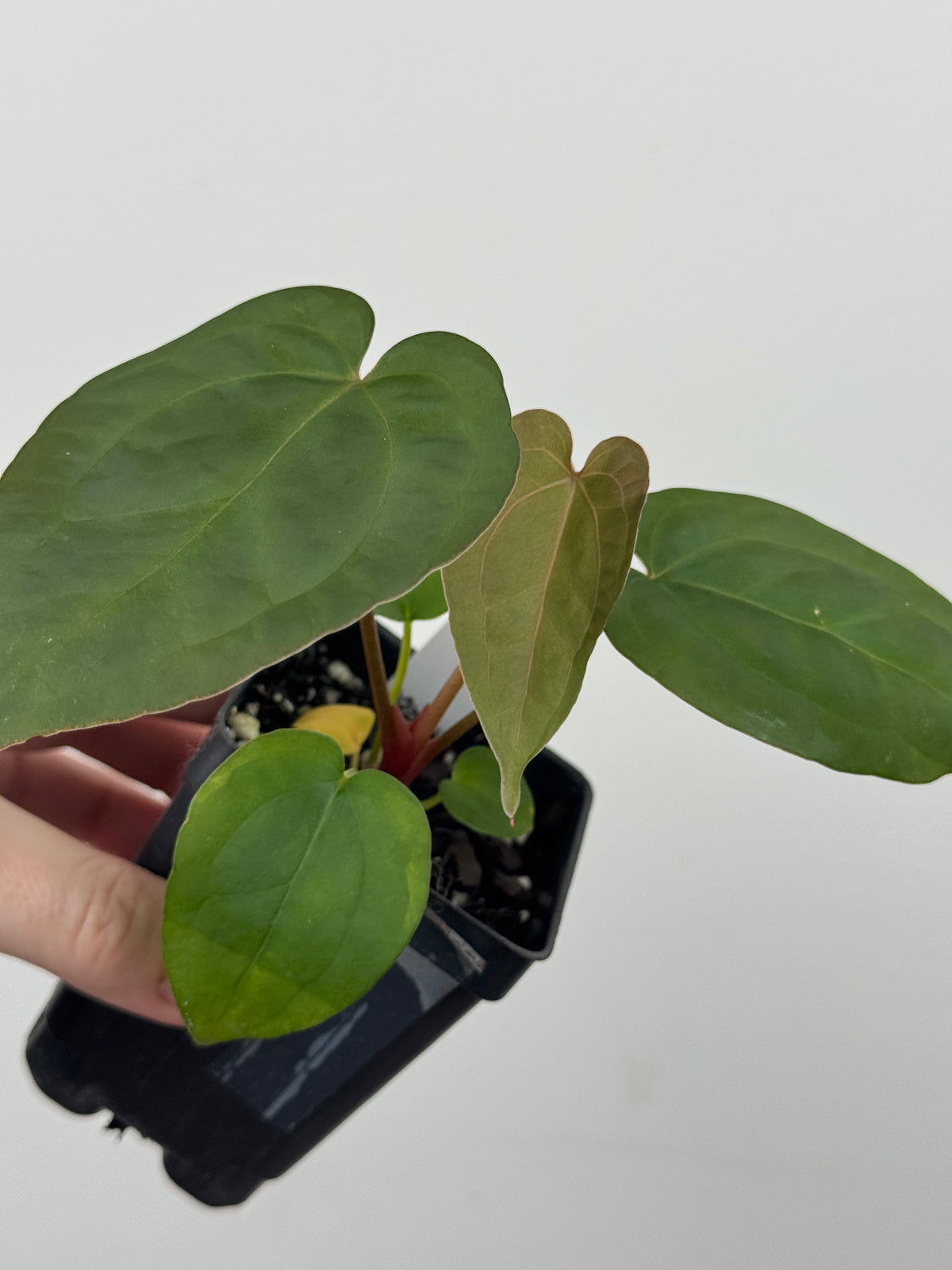 A10 Anthurium ['Antioqua' x (Carla x Bess)] x (RVDP x Kuna)