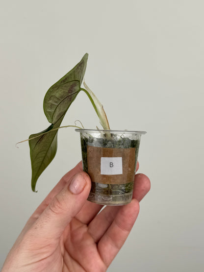 Alocasia ‘Green Unicorn’ (B)